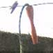 rope