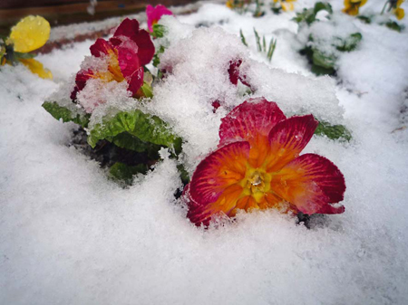 Flowers-in-the-snow.jpg