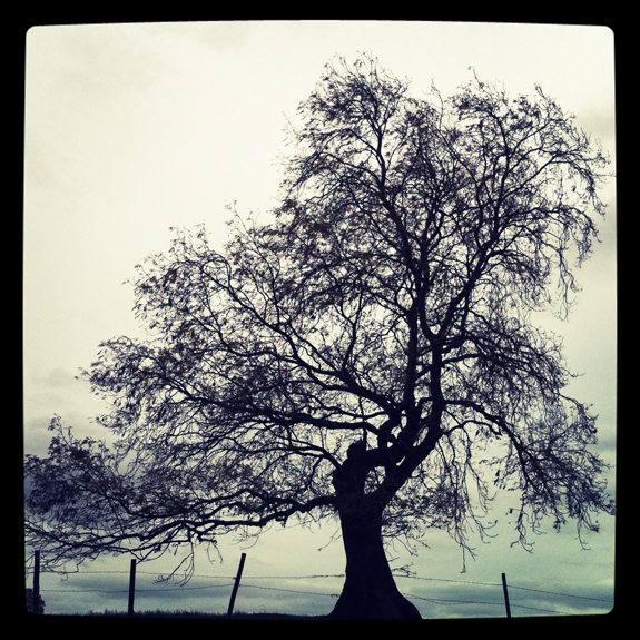 a tree.jpg