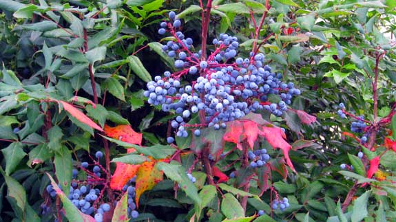 blau-berries-530.jpg