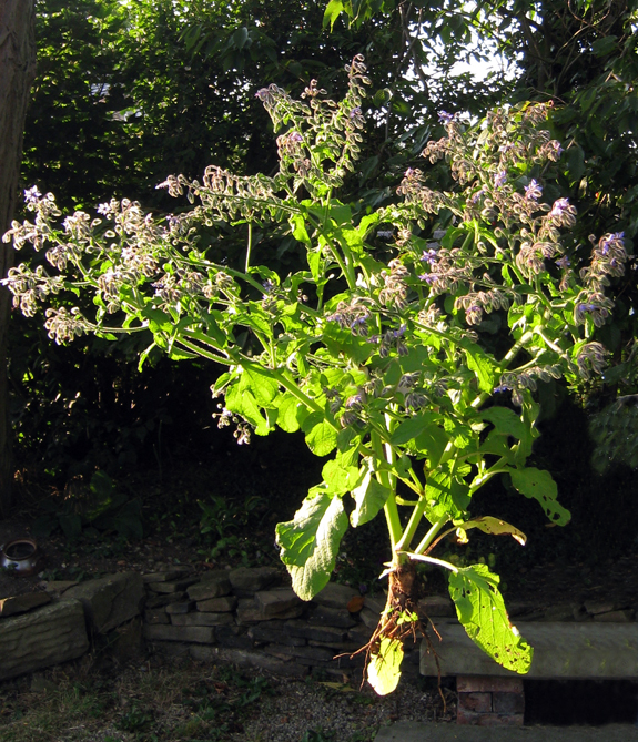 borage.jpg