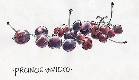 cherries.jpg