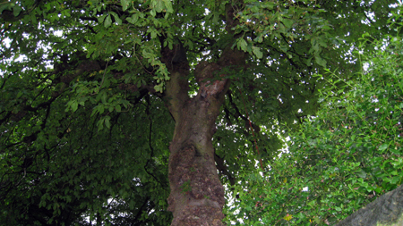 conker-tree-ch.jpg