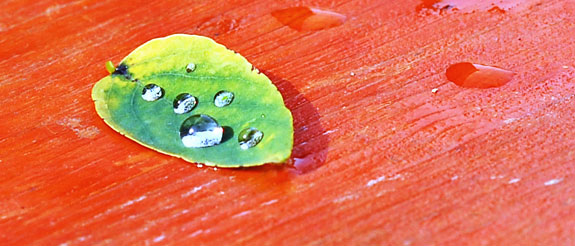 leaf-drops.jpg
