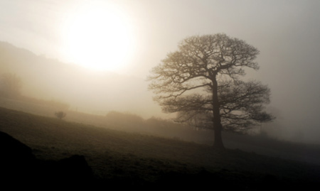 mist-tree.jpg