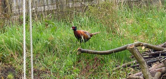 pheasant.jpg