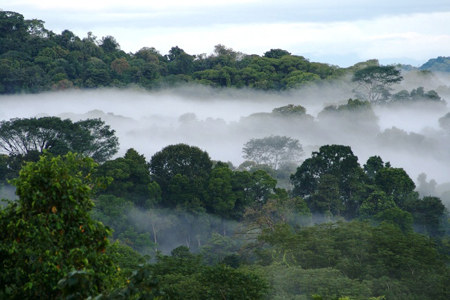 rainforest-canopy.jpg