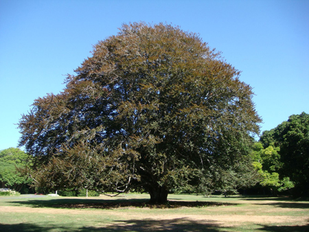 specimen-tree.jpg