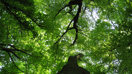 tree-tops-58.jpg