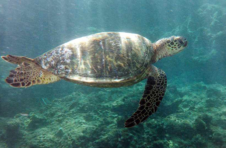 turtle.jpg