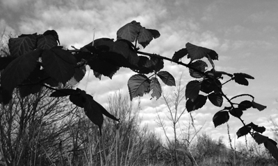 brambles-388bw.jpg